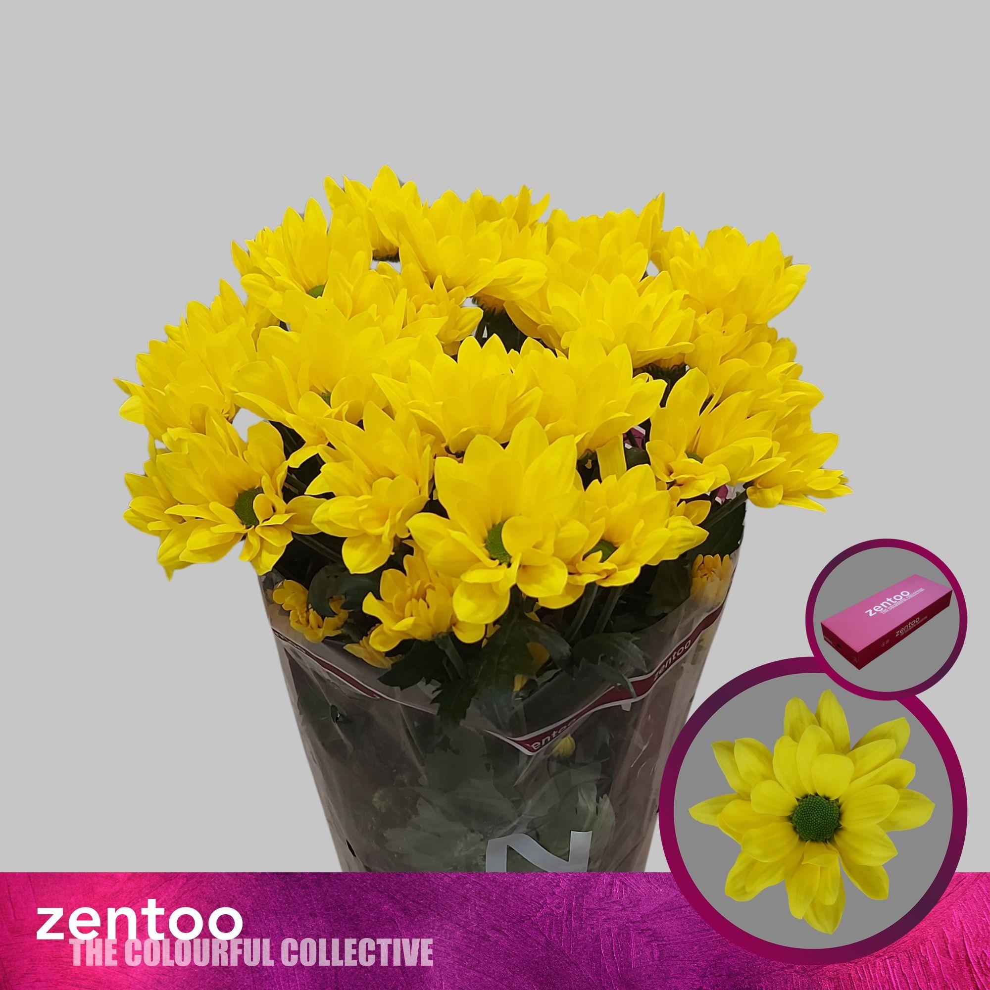 Срезанные цветы оптом Chrys sp felicitas от 80шт из Голландии с доставкой по России