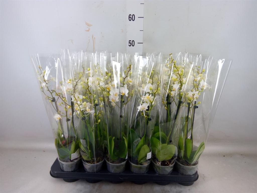 Горшечные цветы и растения оптом Phalaenopsis   ...white от 18шт (для телеги) из Голландии с доставкой по России