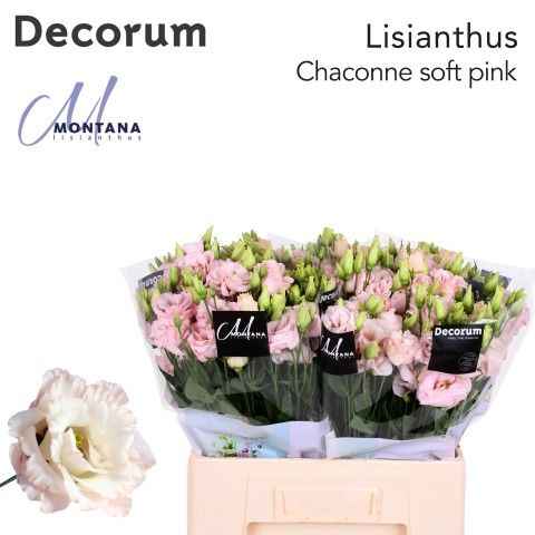 Срезанные цветы оптом Lisianthus do chaconne soft от 80шт из Голландии с доставкой по России