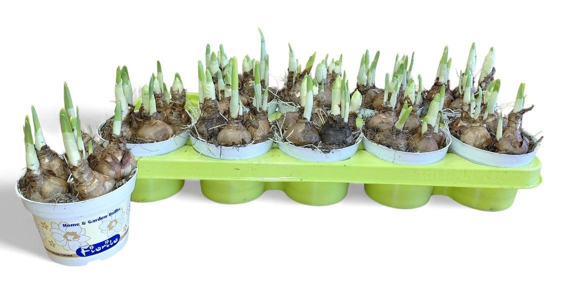 Горшечные цветы и растения оптом Narc D Bridal Crown от 10шт из Голландии с доставкой по России