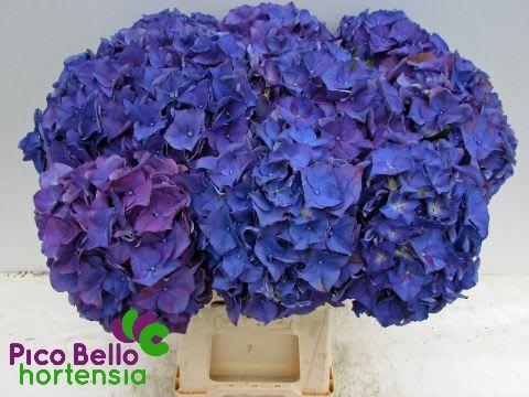 Срезанные цветы оптом Hydrangea rodeo purple от 10шт.. из Голландии с доставкой по России