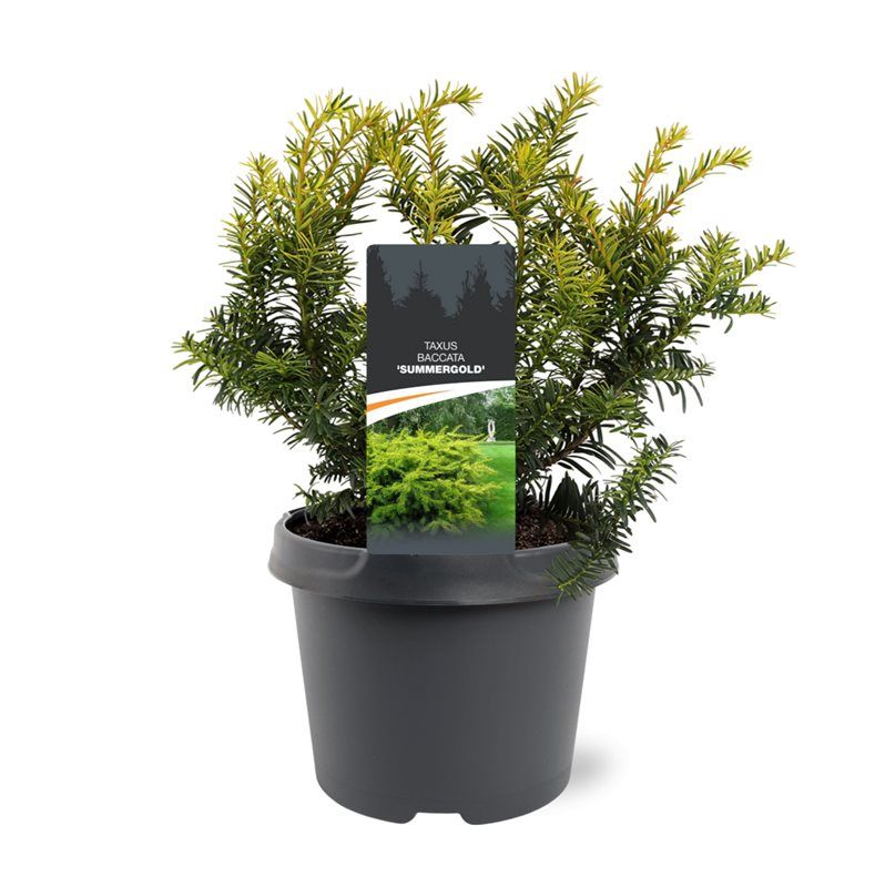 Горшечные цветы и растения оптом Taxus Bacc Summergold от 1шт из Голландии с доставкой по России