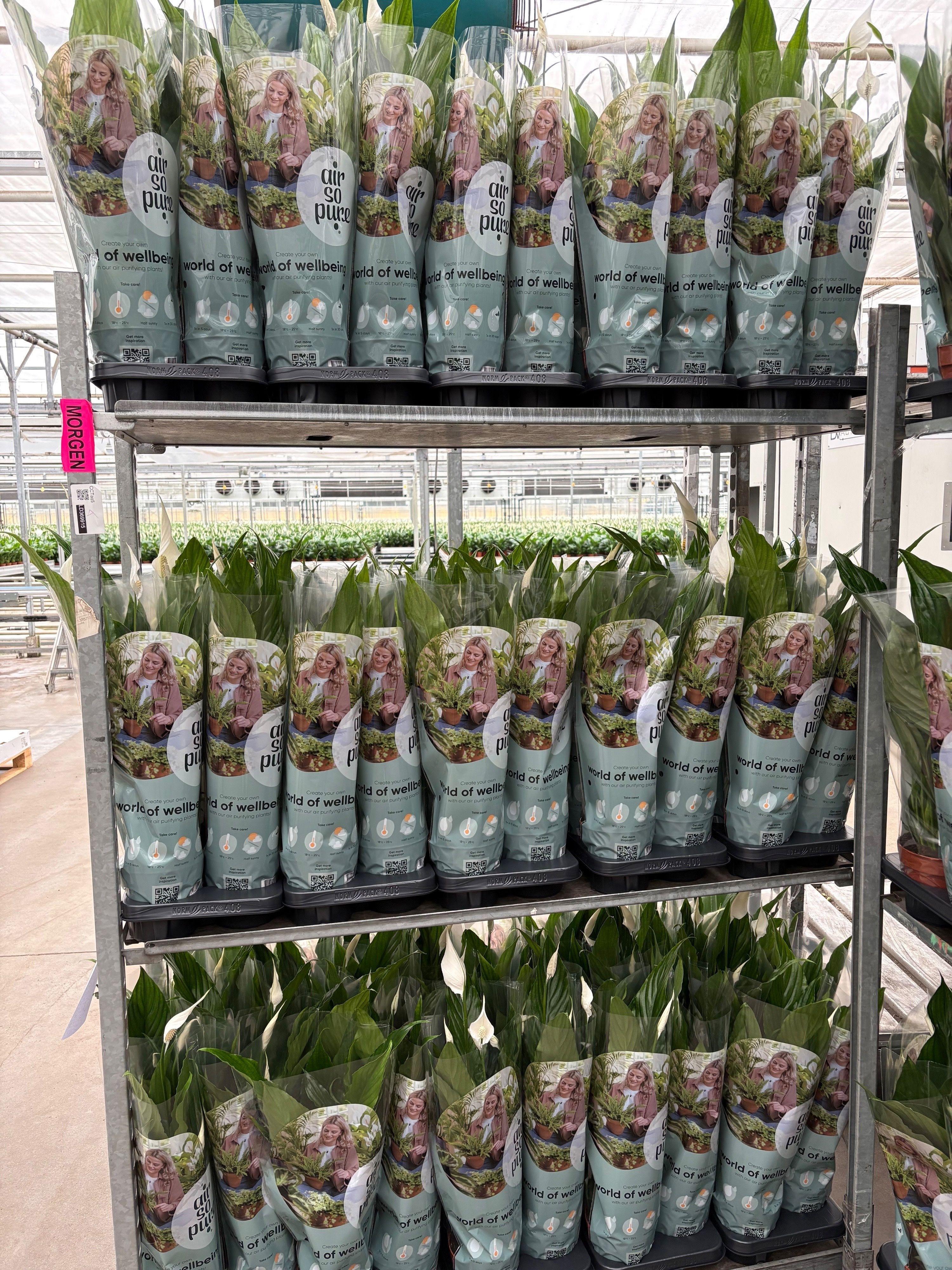 Горшечные цветы и растения оптом Spath Sweet Chico от 8шт из Голландии с доставкой по России