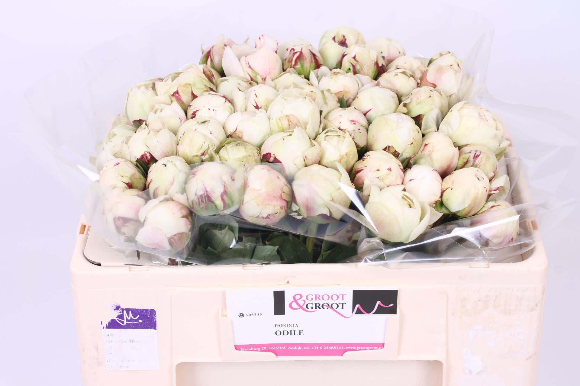 Срезанные цветы оптом Paeonia odile от 50шт из Голландии с доставкой по России