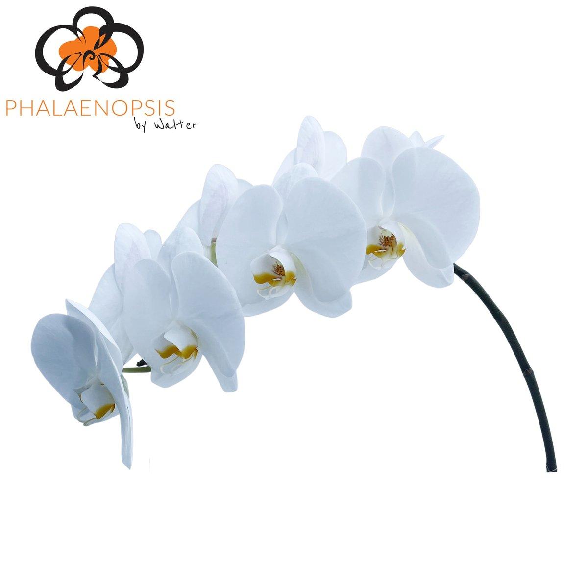 Срезанные цветы оптом Phalaenopsis magnificent maliha (per flower) от 15шт из Голландии с доставкой по России