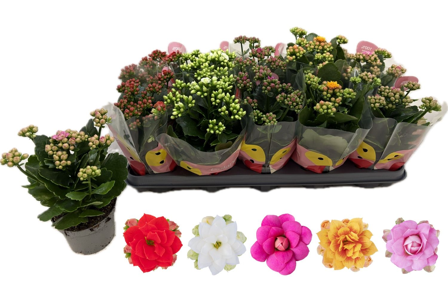 Горшечные цветы и растения оптом Kal Ge Rf Gem 5 Kl от 10шт из Голландии с доставкой по России