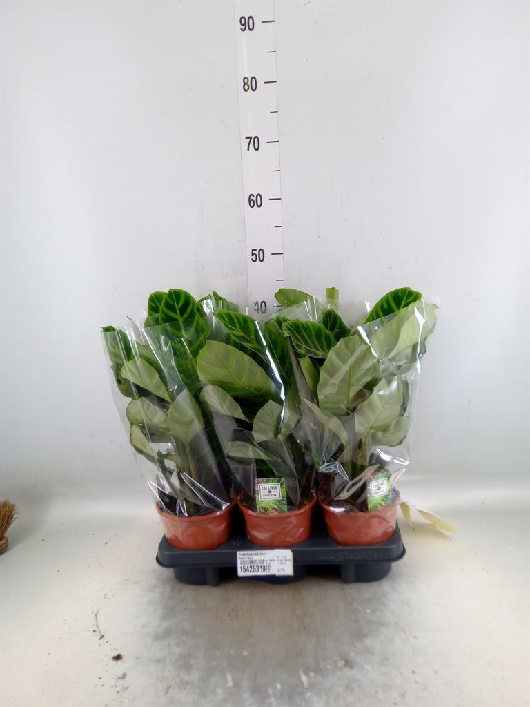 Горшечные цветы и растения оптом Calathea Zebrina от 6шт из Голландии с доставкой по России