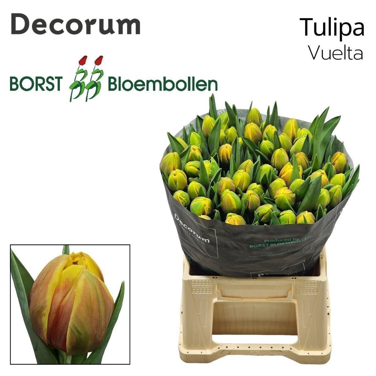 Срезанные цветы оптом Tulipa do vuelta от 50шт из Голландии с доставкой по России