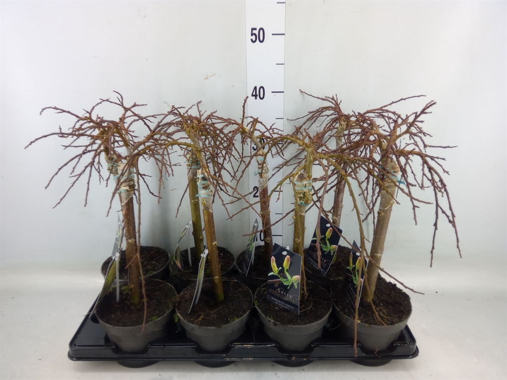 Горшечные цветы и растения оптом Salix Arbuscula от 8шт из Голландии с доставкой по России