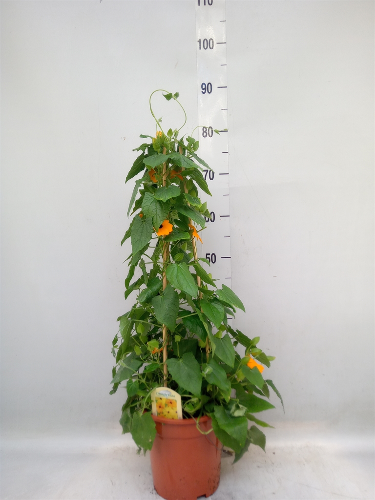 Горшечные цветы и растения оптом Thunbergia Alata от 3шт из Голландии с доставкой по России
