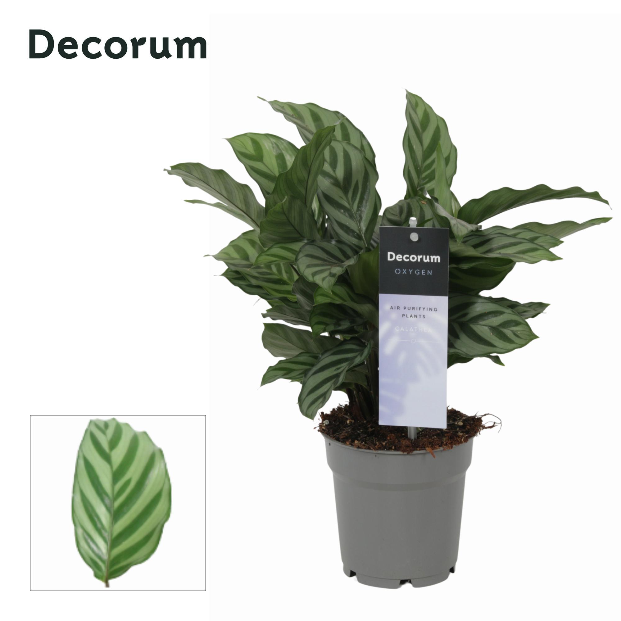 Горшечные цветы и растения оптом Calathea Freddie (decorum) от 6шт из Голландии с доставкой по России