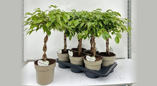 Горшечные цветы и растения оптом Ficus Be Golden King Twisted Stem от 6шт из Голландии с доставкой по России