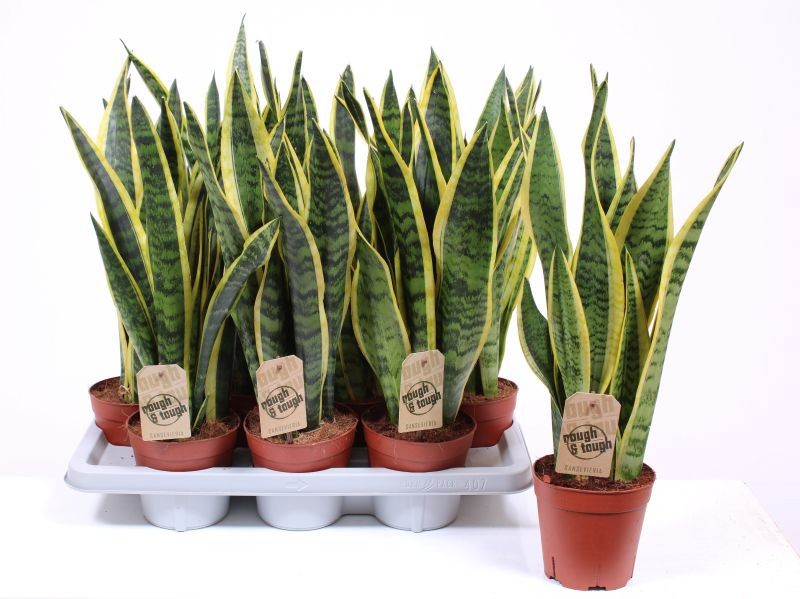 Горшечные цветы и растения оптом Sansevieria Laurentii от 7шт из Голландии с доставкой по России