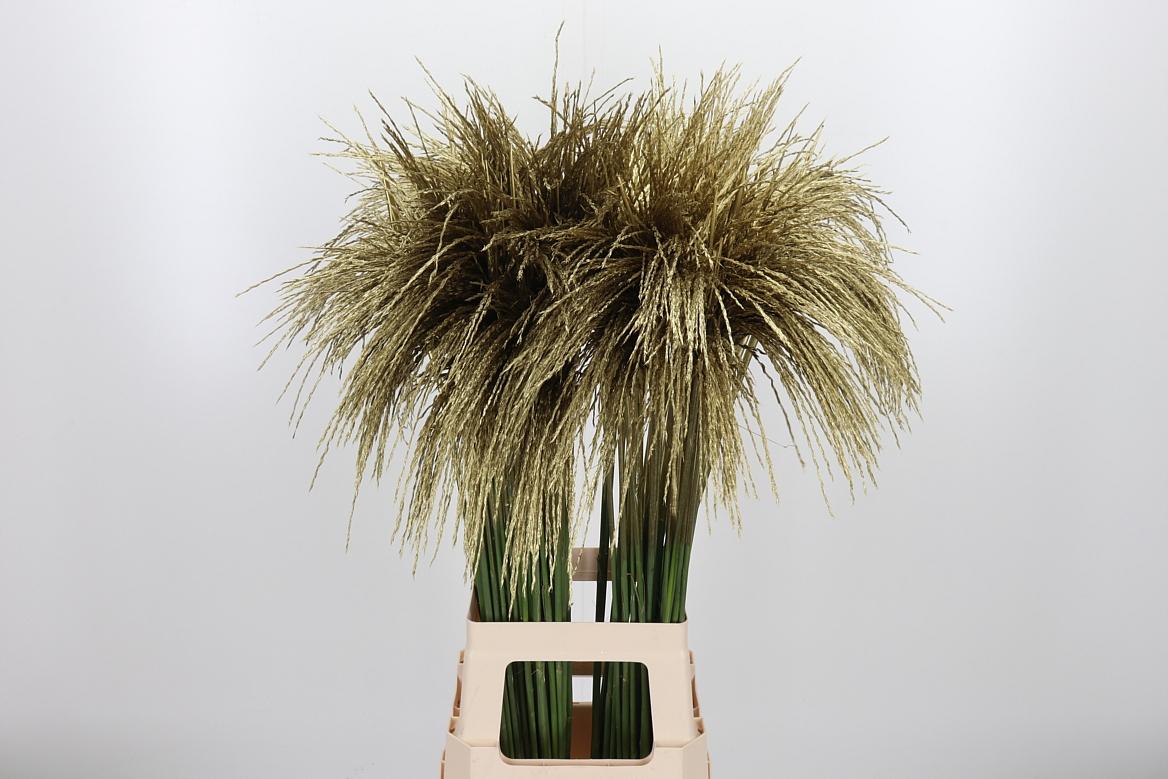 Срезанные цветы оптом Miscanthus paint gold от 100шт из Голландии с доставкой по России