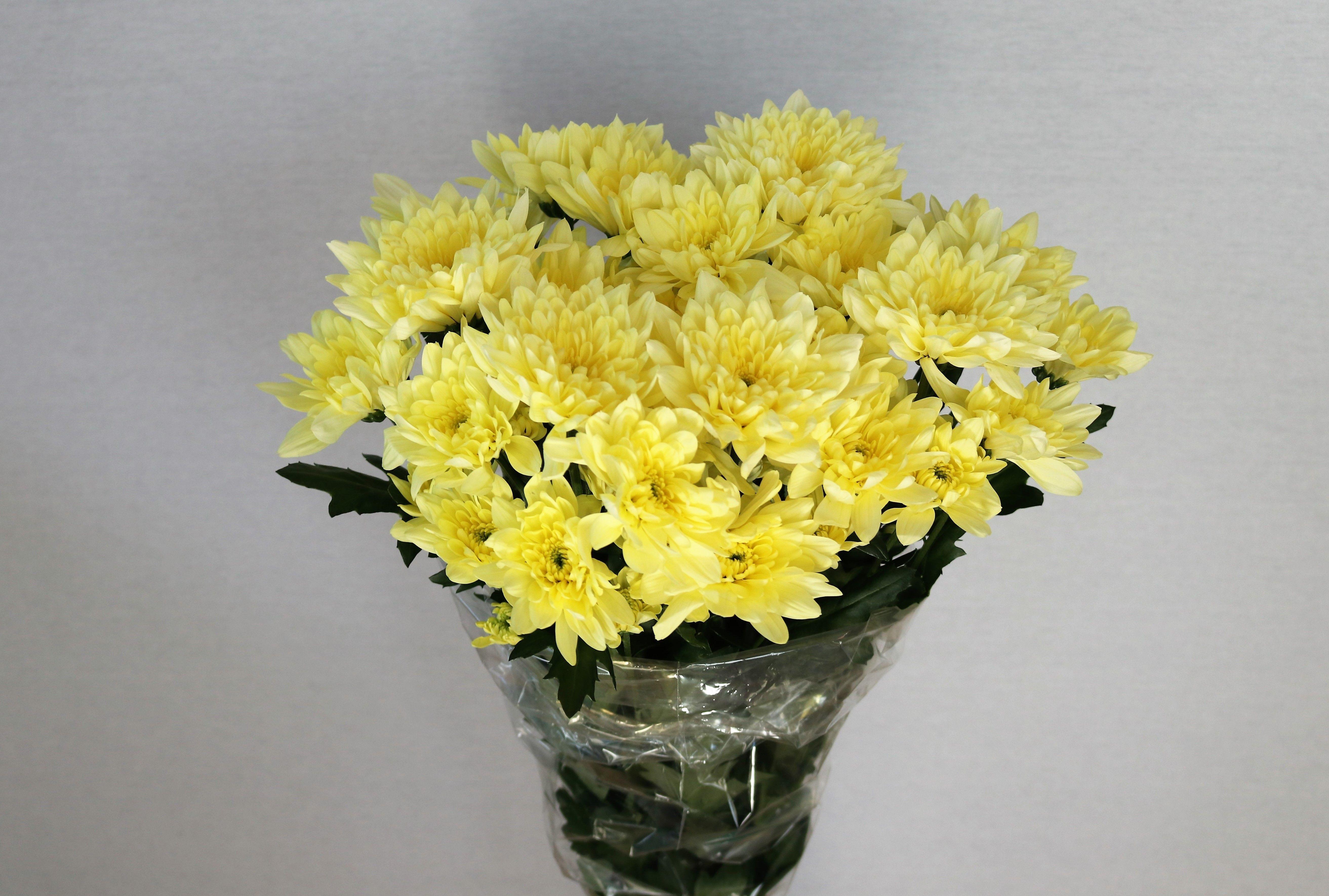 Срезанные цветы оптом Chrys sp baltica cream от 80шт из Голландии с доставкой по России