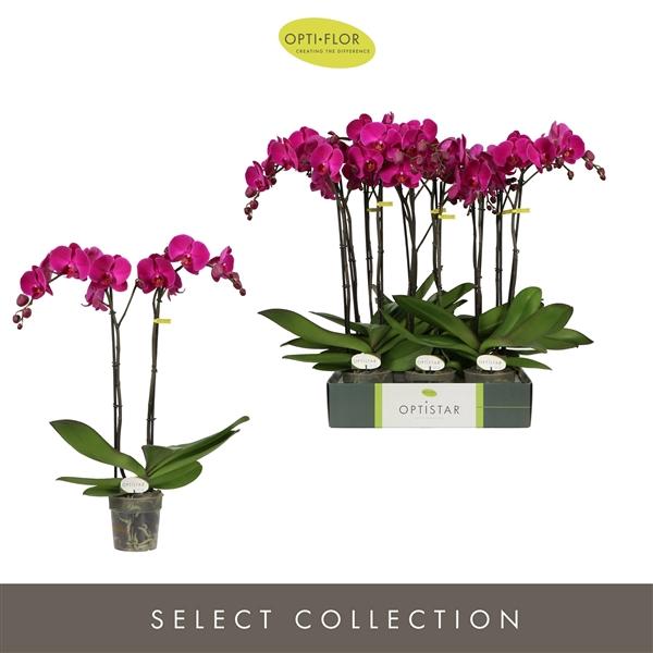 Горшечные цветы и растения оптом Phal 2st Optistar Lopez от 6шт из Голландии с доставкой по России
