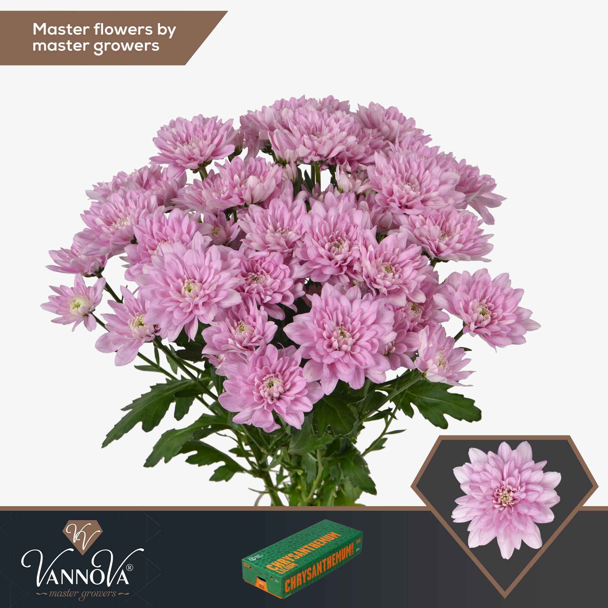 Срезанные цветы оптом Chrys sp baltica pink от 20шт. из Голландии с доставкой по России
