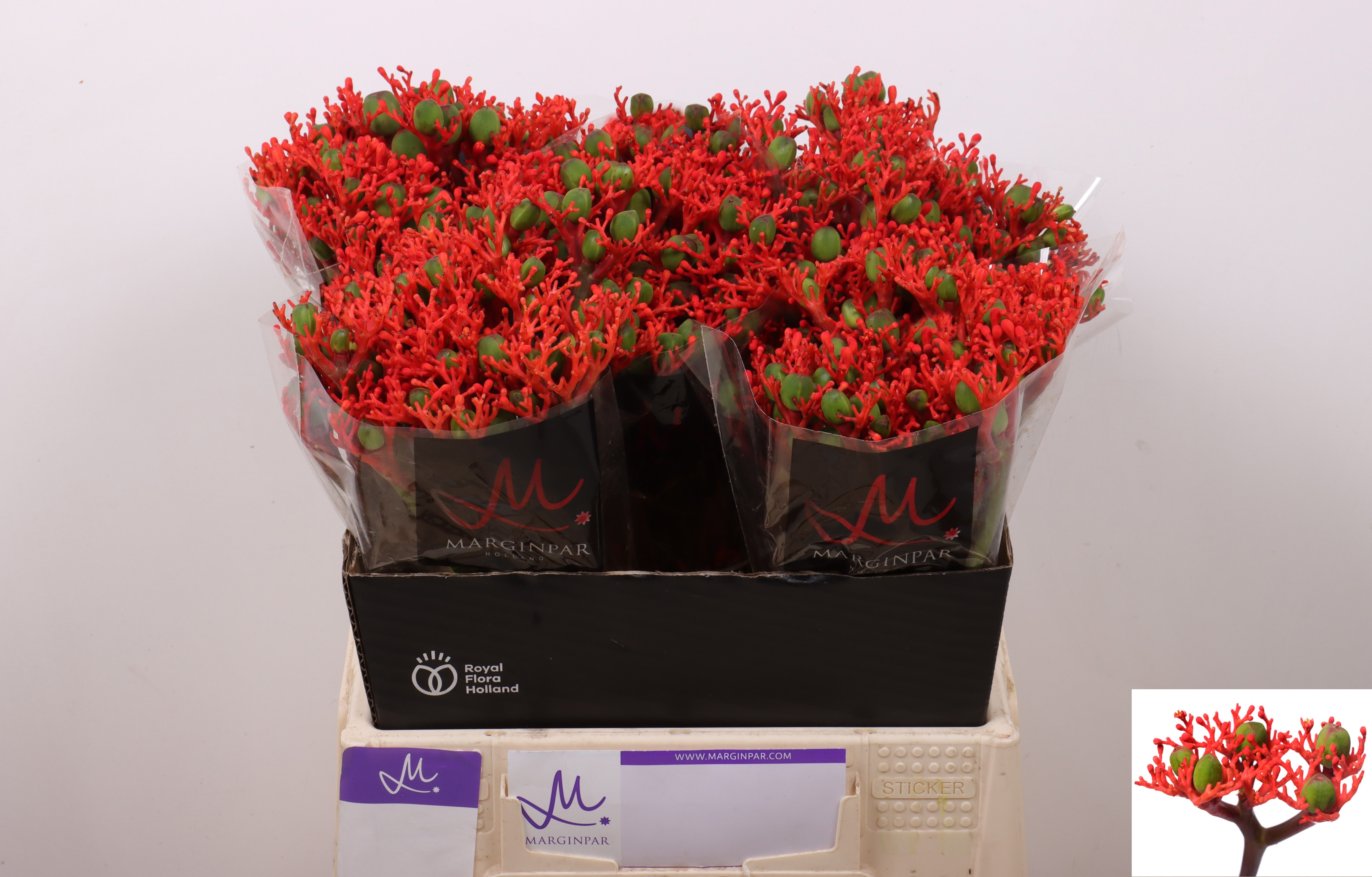 Срезанные цветы оптом Jatropha firecracker от 60шт. из Голландии с доставкой по России