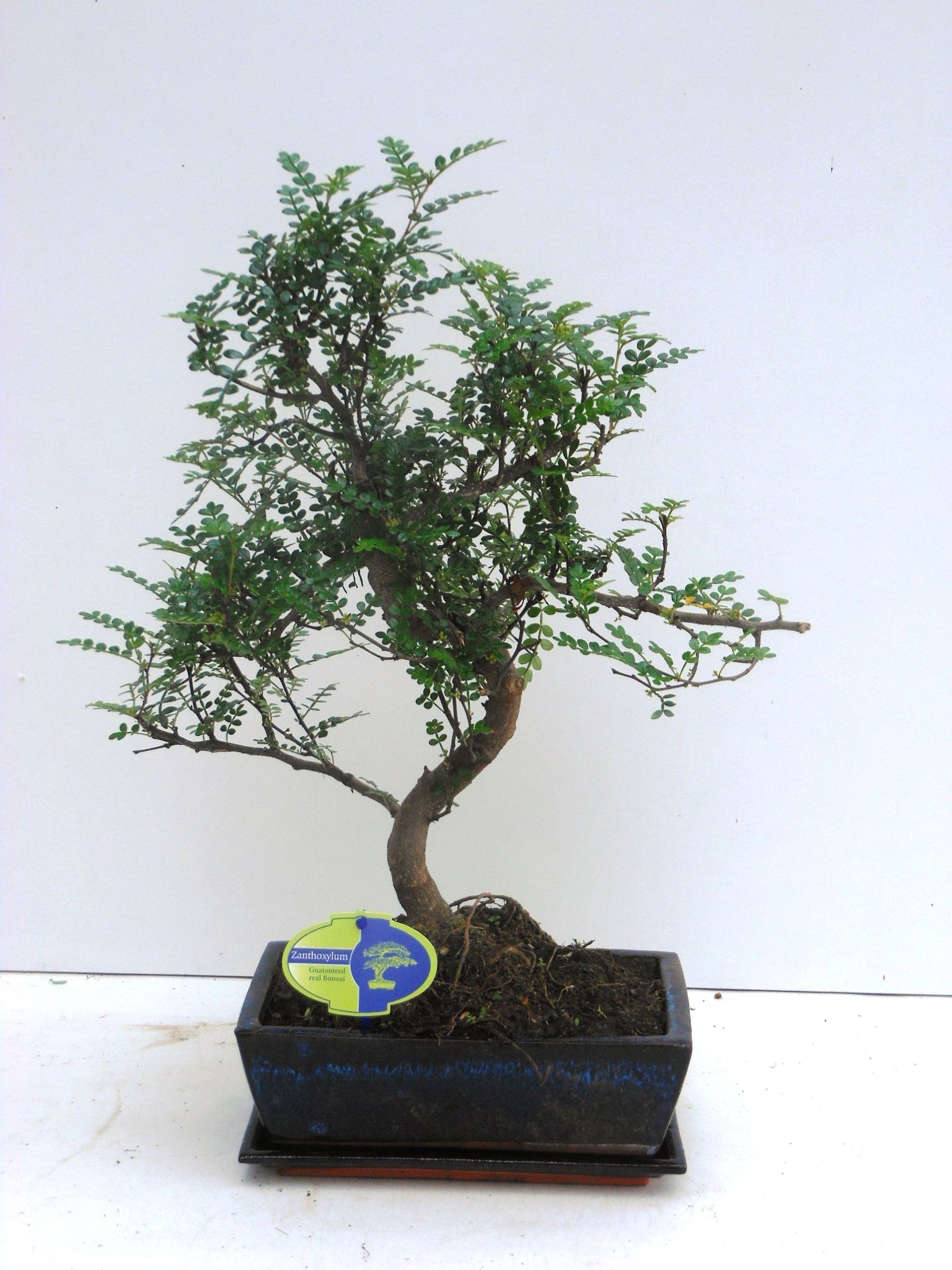 Горшечные цветы и растения оптом Zanthoxylum Piperitum, , Shape, With Dip Tray от 2шт из Голландии с доставкой по России