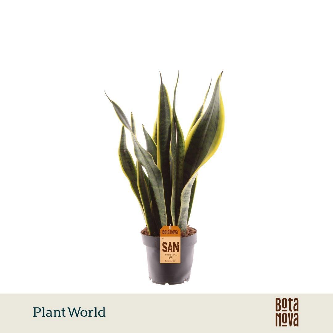 Горшечные цветы и растения оптом Sansevieria Laurentii от 10шт из Голландии с доставкой по России