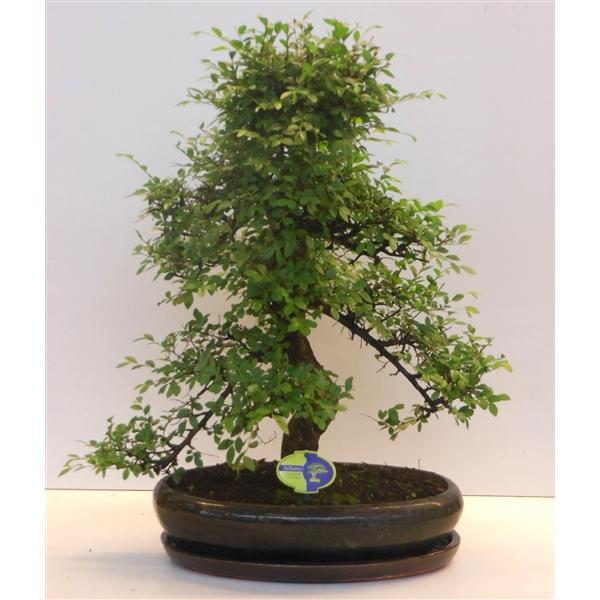 Горшечные цветы и растения оптом Bonsai Zelkova Parvifolia Shape With Driptray от 1шт из Голландии с доставкой по России
