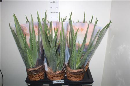 Горшечные цветы и растения оптом Aloe Vera P17 от 6шт из Голландии с доставкой по России