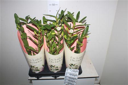 Горшечные цветы и растения оптом Dendrobium Nobile, Tweety 2-spike от 6шт из Голландии с доставкой по России