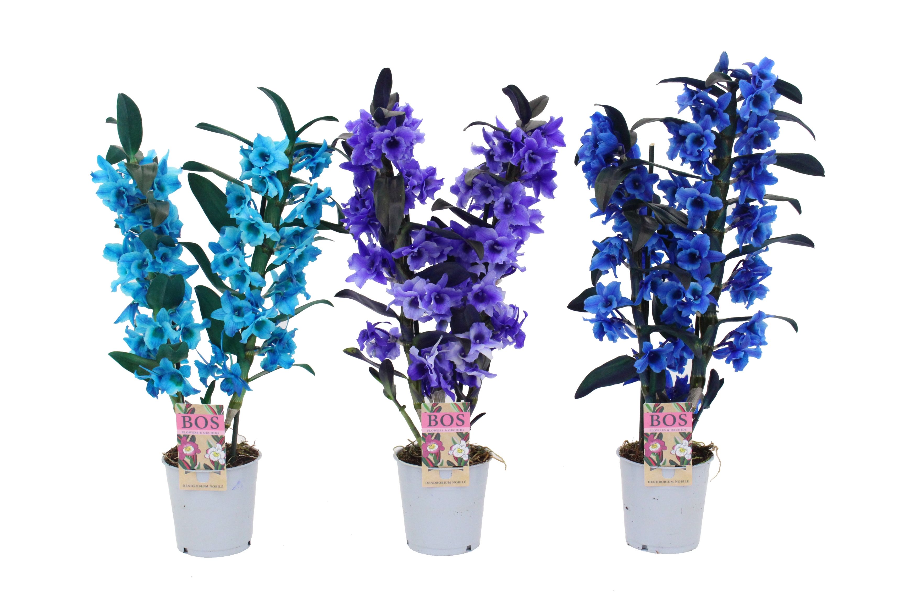 Горшечные цветы и растения оптом Dendr Nob 2st Painted Blue Purple (spray Painted) от 6шт из Голландии с доставкой по России