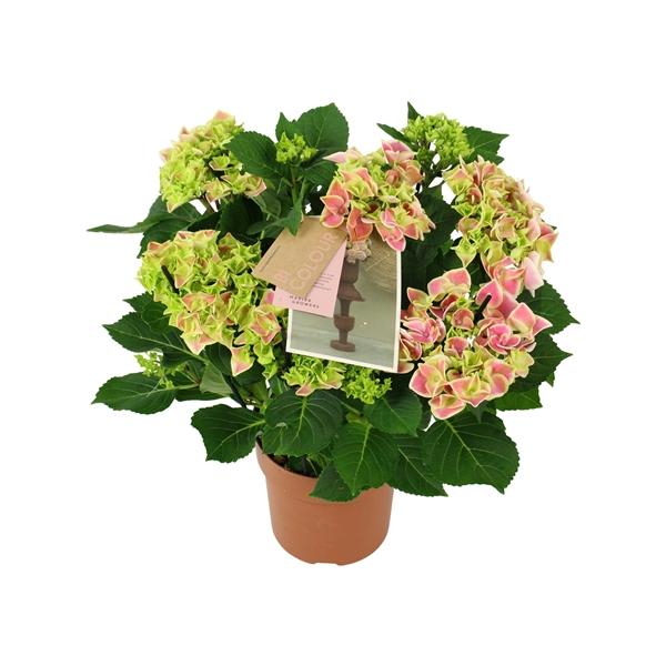 Горшечные цветы и растения оптом Hydrangea Ma Bicolor Pink 9+ от 6шт из Голландии с доставкой по России