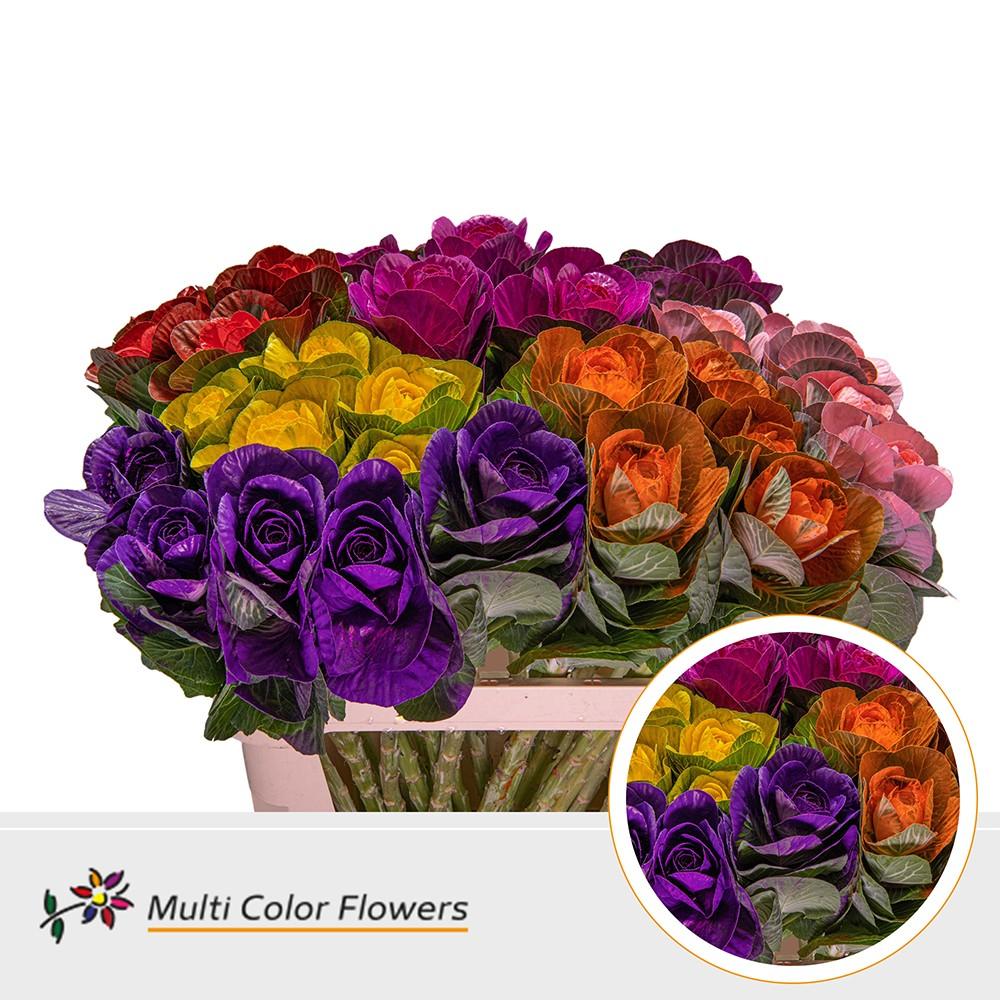 Срезанные цветы оптом Brassica paint mix от 30шт из Голландии с доставкой по России