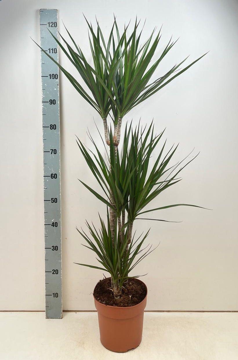 Горшечные цветы и растения оптом Dra Marginata от 1шт из Голландии с доставкой по России