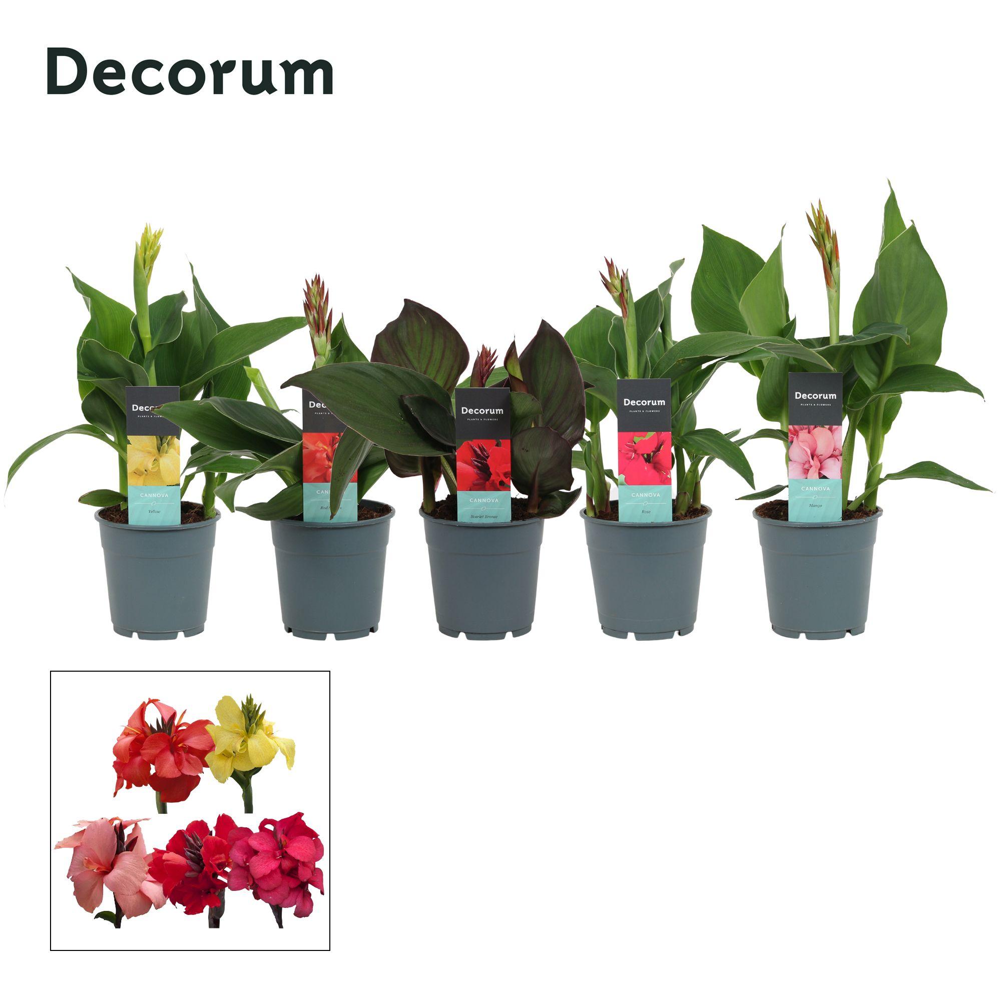 Горшечные цветы и растения оптом Canna Mix (decorum) от 10шт из Голландии с доставкой по России