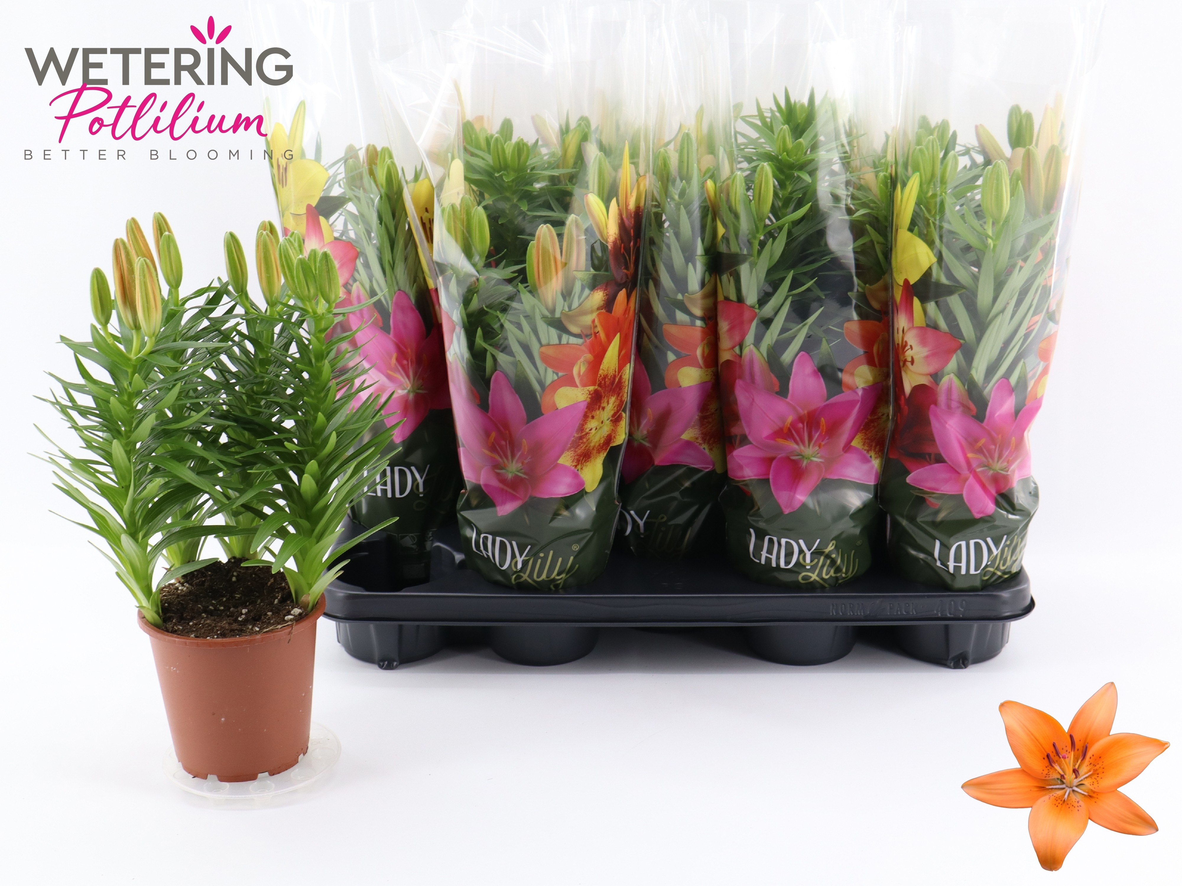 Горшечные цветы и растения оптом Lil As Tiny Invader от 9шт из Голландии с доставкой по России