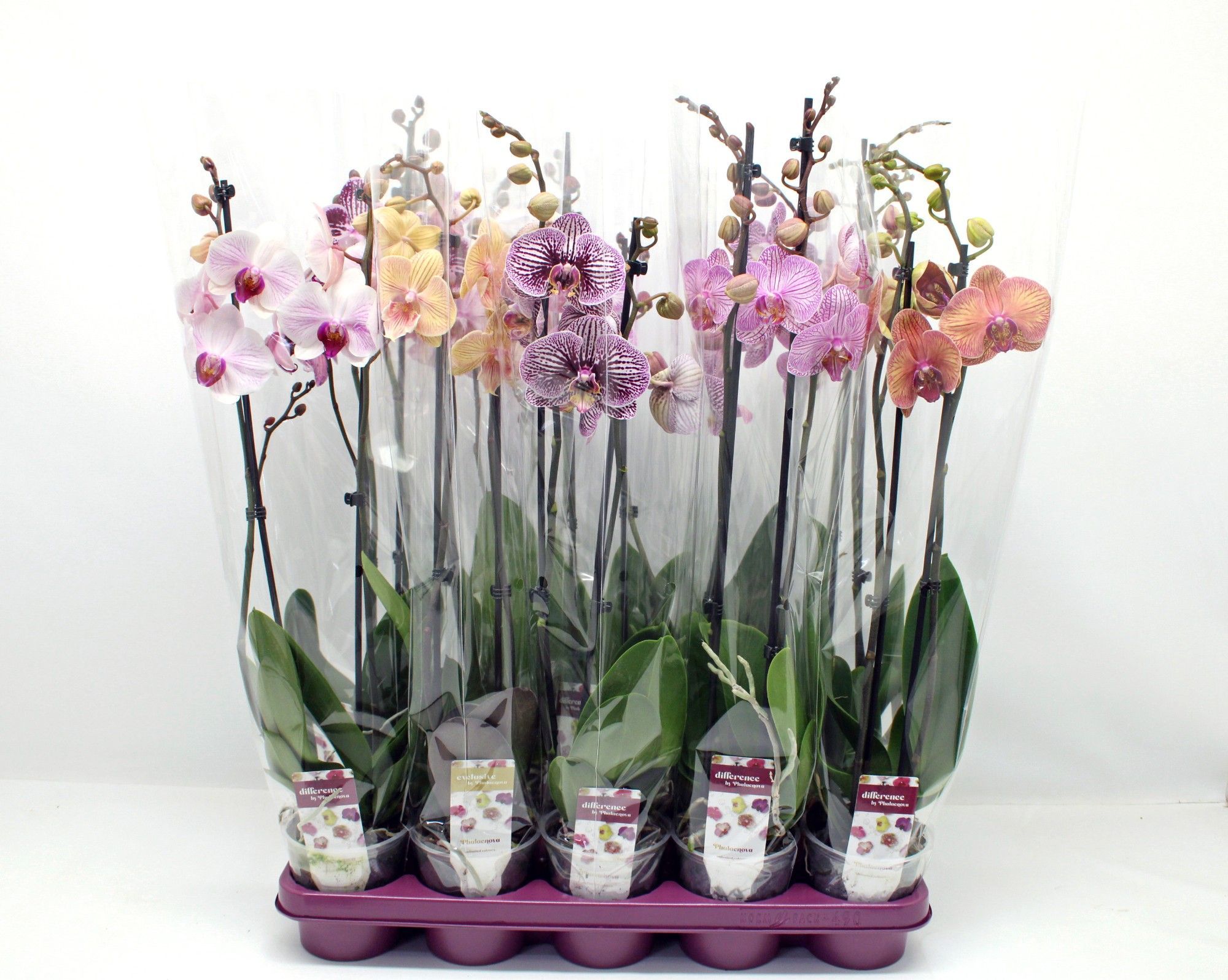 Горшечные цветы и растения оптом Phal 2st Mix 18+ (phalaenova) от 10шт из Голландии с доставкой по России