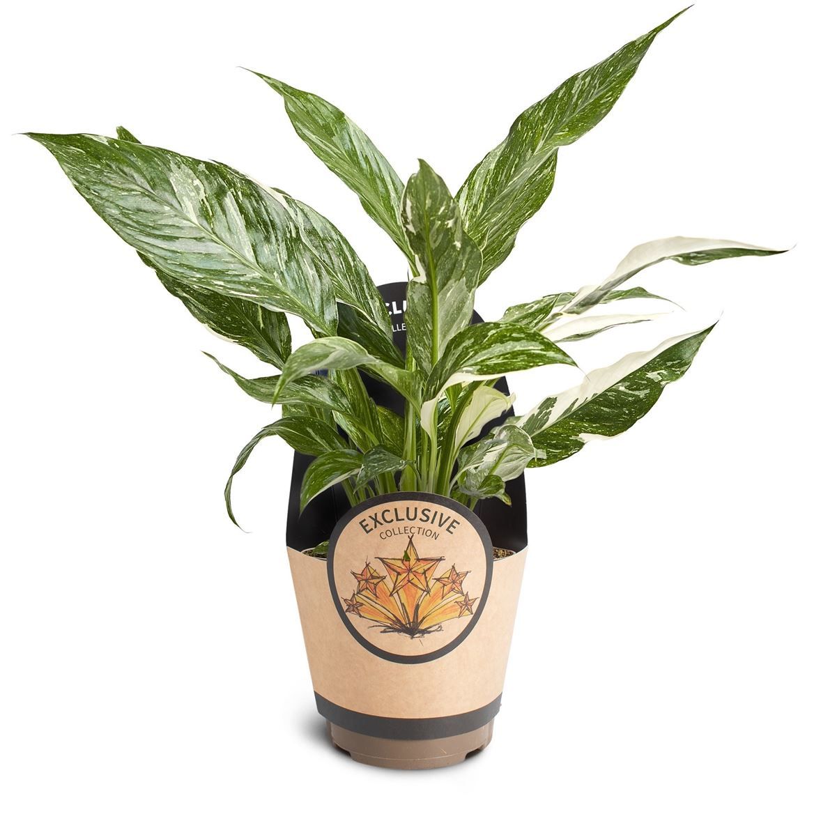 Горшечные цветы и растения оптом Spathiphyllum Variegata от 9шт из Голландии с доставкой по России