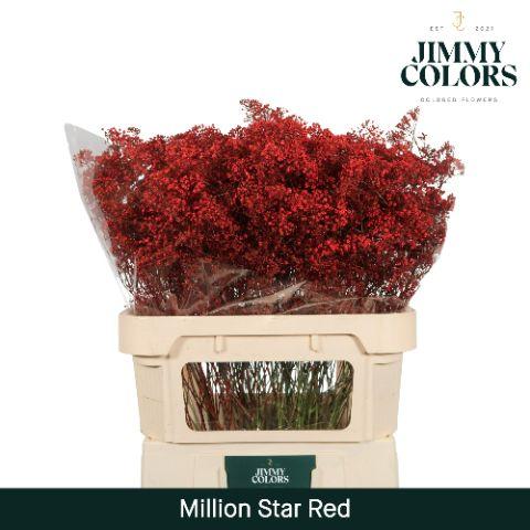 Срезанные цветы оптом Gyps fine paint red от 50шт из Голландии с доставкой по России
