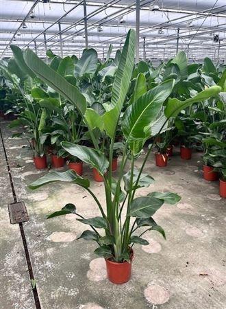 Горшечные цветы и растения оптом Strelitzia Nicolai P24 Xxl от 1шт из Голландии с доставкой по России
