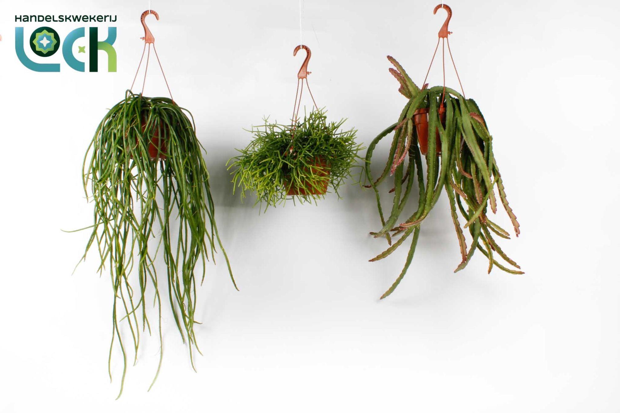 Горшечные цветы и растения оптом Rhipsalis Ov от 7шт из Голландии с доставкой по России