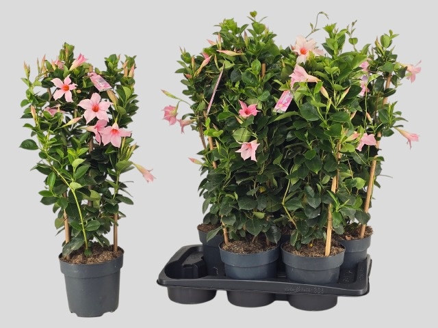 Горшечные цветы и растения оптом Mande Sun Cr Pink от 6шт из Голландии с доставкой по России