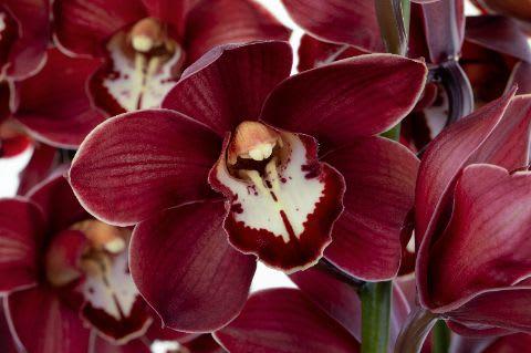 Срезанные цветы оптом Cymbidium red priwine от 10шт из Голландии с доставкой по России