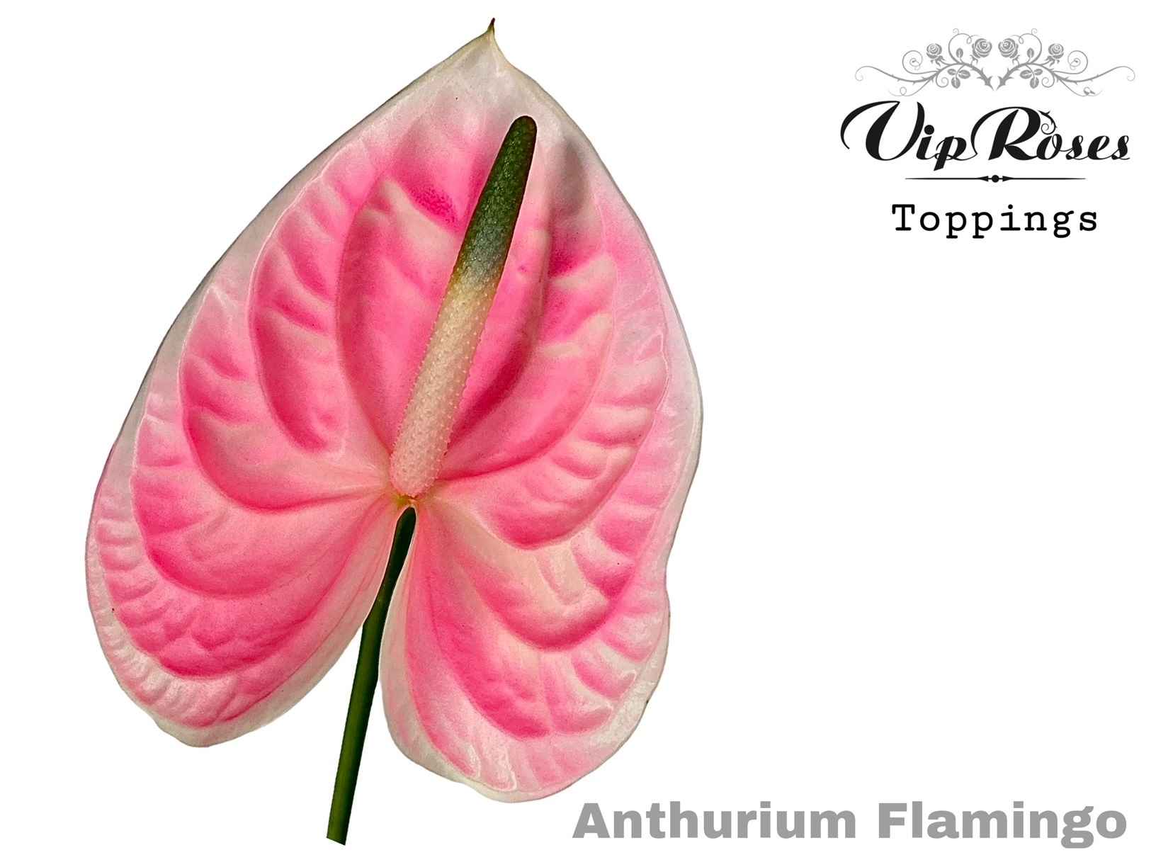 Срезанные цветы оптом Anthurium paint flamingo от 12шт из Голландии с доставкой по России