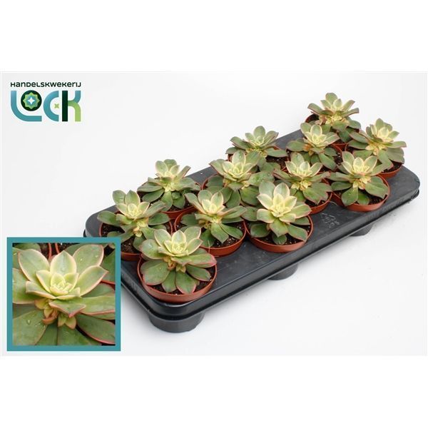 Горшечные цветы и растения оптом Aeonium Tricolor от 12шт из Голландии с доставкой по России