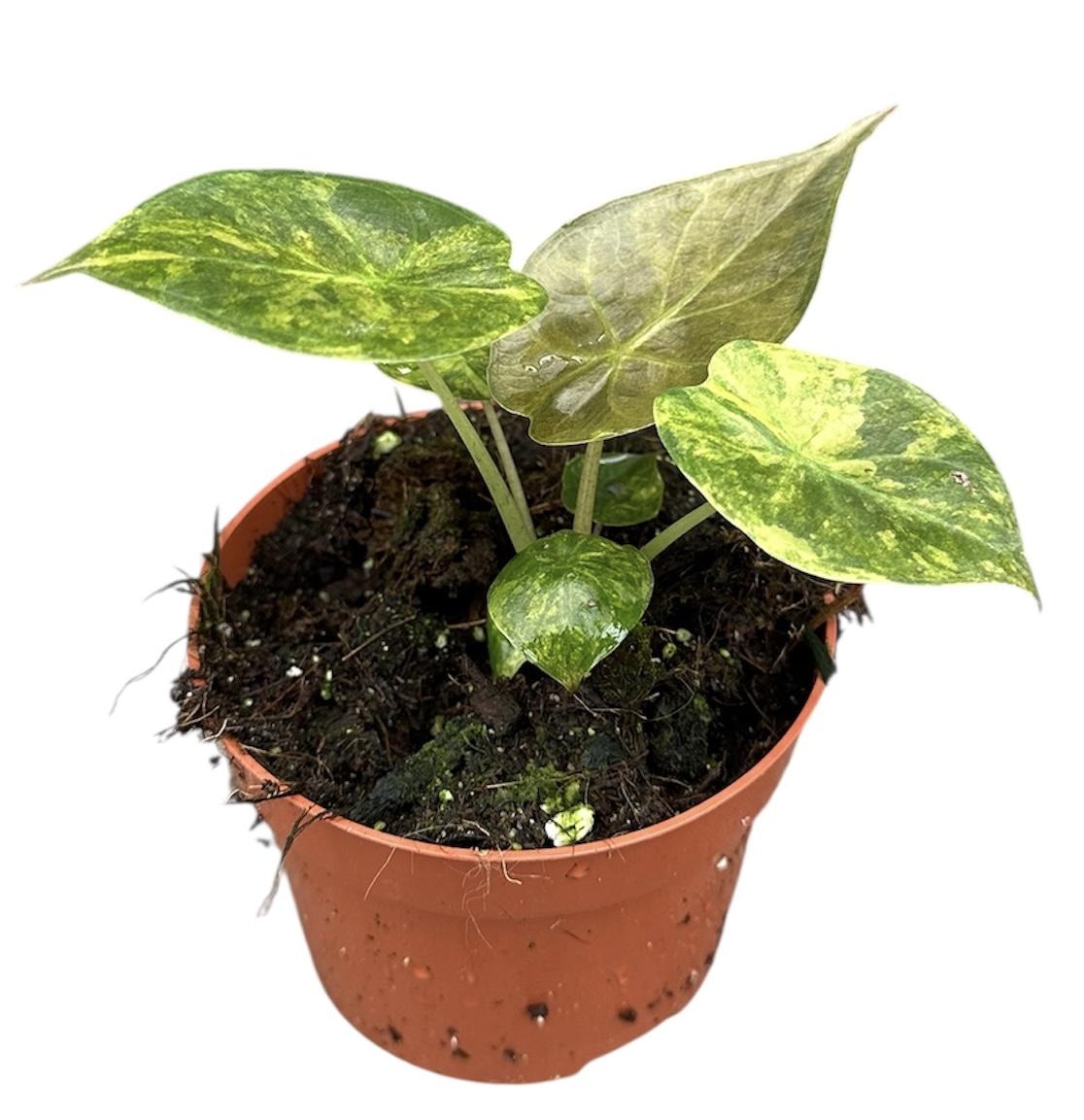 Горшечные цветы и растения оптом Alocasia Wentii Aurea от 1шт (для телеги) из Голландии с доставкой по России