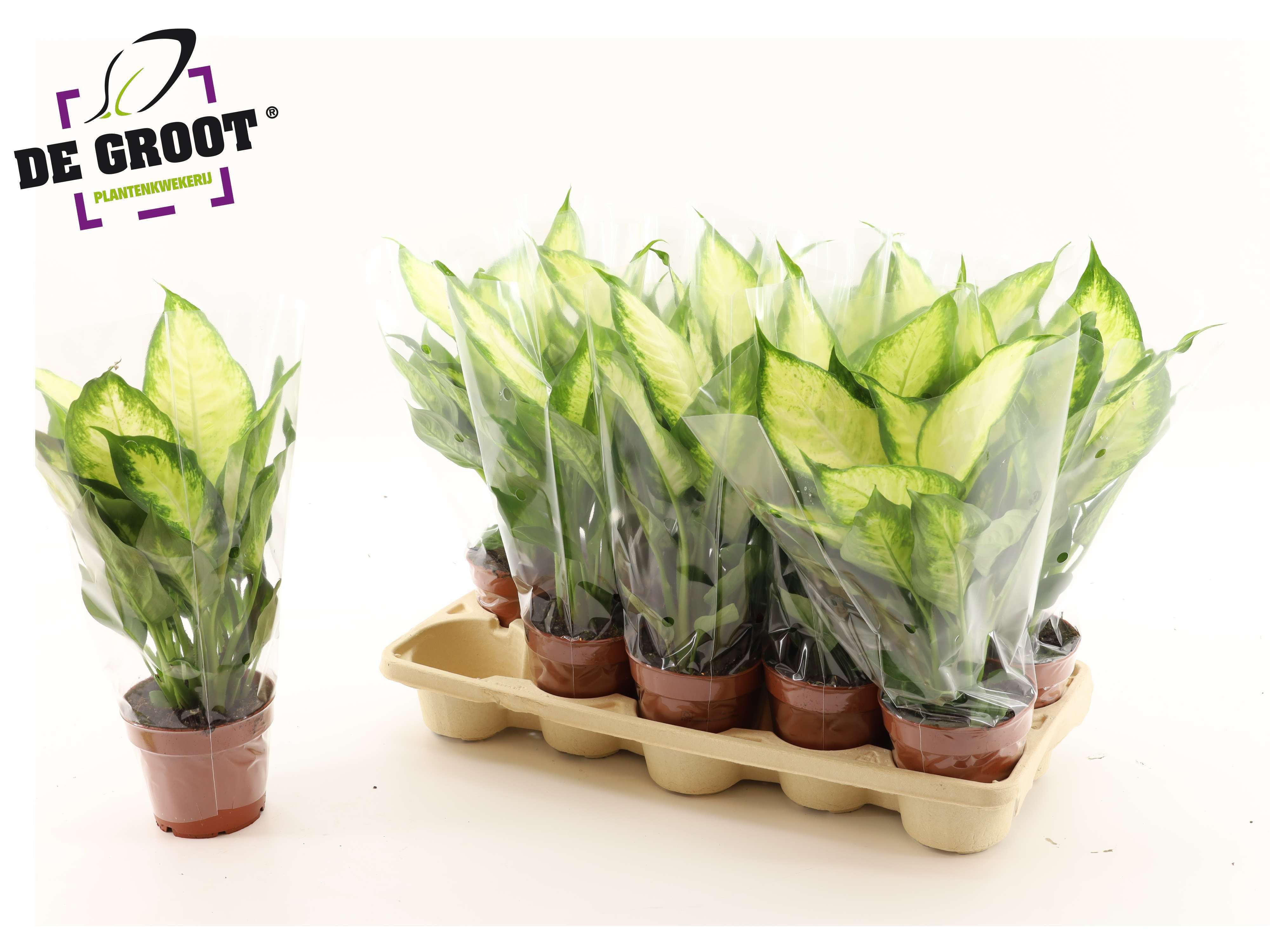 Горшечные цветы и растения оптом Dieff Camilla от 10шт из Голландии с доставкой по России