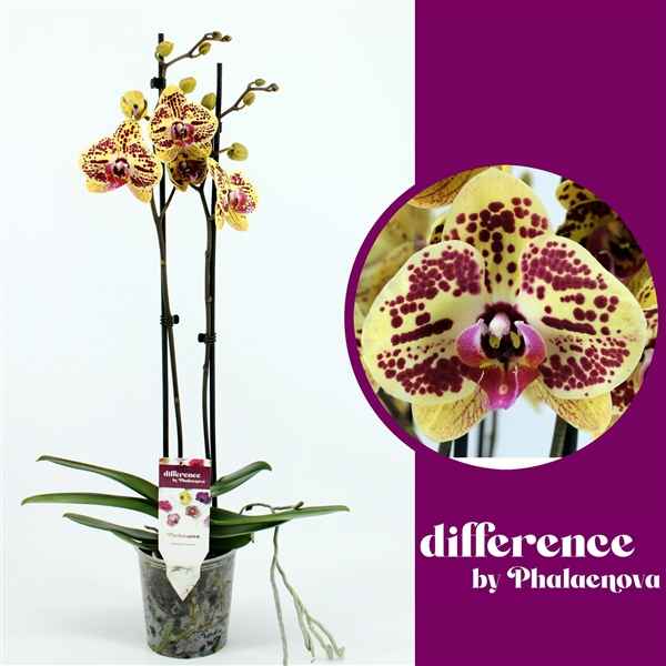 Горшечные цветы и растения оптом Phal 2st Mariola 18+ (phalaenova) от 10шт из Голландии с доставкой по России