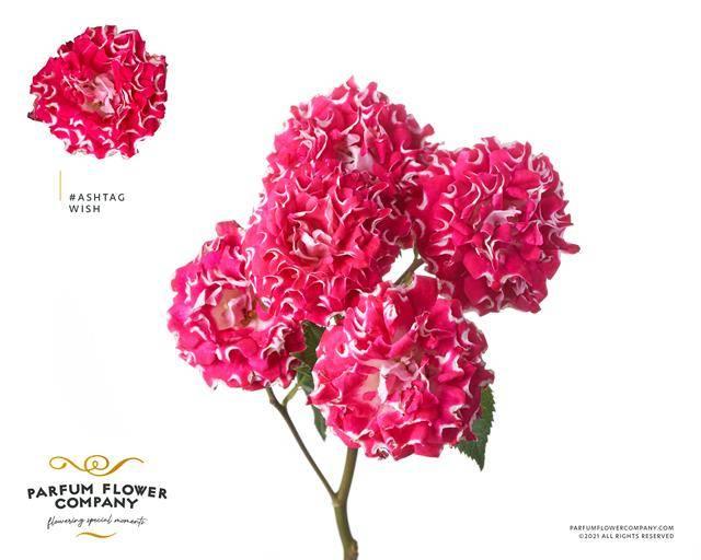 Срезанные цветы оптом Rosa spray hashtags wish от 24шт из Голландии с доставкой по России