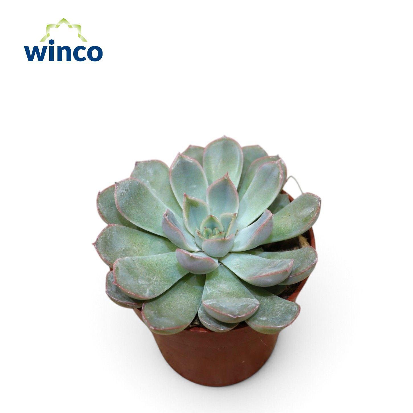 Горшечные цветы и растения оптом Echeveria Pulidonis Grey от 18шт (для телеги) из Голландии с доставкой по России