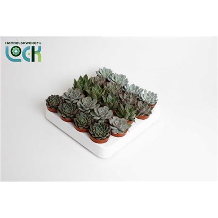 Горшечные цветы и растения оптом Echeveria Purpusorum от 20шт из Голландии с доставкой по России