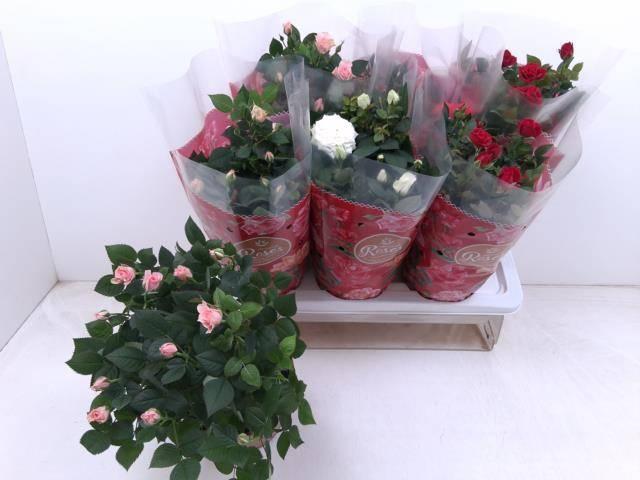 Горшечные цветы и растения оптом Rosa Favourite Mix 4kl. от 6шт из Голландии с доставкой по России