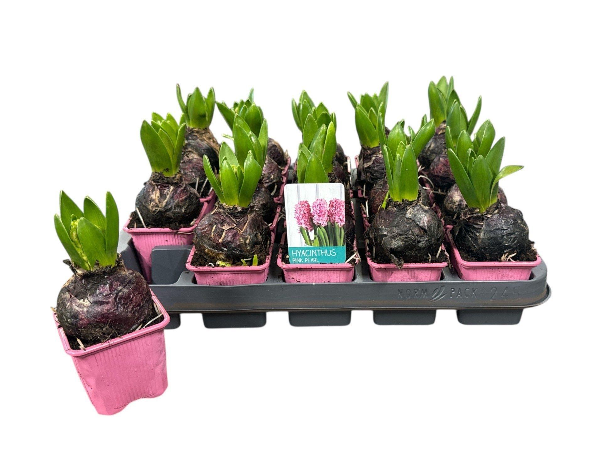 Горшечные цветы и растения оптом Hyacin Pink Pearl от 20шт (для телеги) из Голландии с доставкой по России